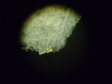 Rhodocybe nitellina image