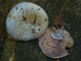 Lactarius paradoxus image