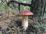 Boletus subcaerulescens image