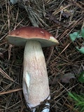 Boletus subcaerulescens image