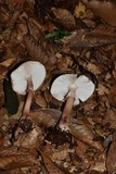Amanita brunneolocularis image