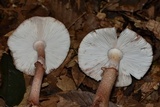Amanita brunneolocularis image