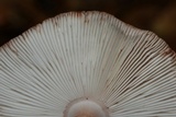 Amanita brunneolocularis image