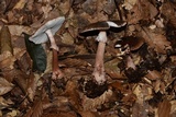Amanita brunneolocularis image