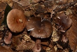 Amanita brunneolocularis image