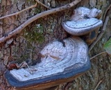 Fomes fasciatus image