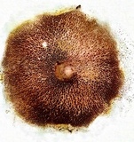 Suillus americanus image