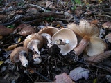 Echinoderma asperum image