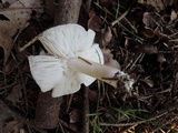 Tricholoma scalpturatum image