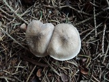 Tricholoma scalpturatum image