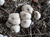 Tricholoma scalpturatum image