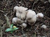 Tricholoma scalpturatum image
