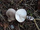 Tricholoma scalpturatum image