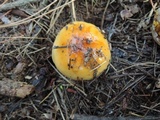 Cortinarius mucosus image