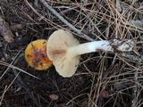 Cortinarius mucosus image