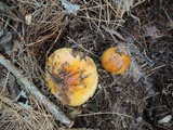 Cortinarius mucosus image