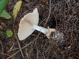 Leucoagaricus carneifolius image