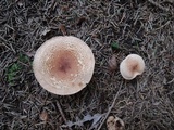 Tricholoma vaccinum image