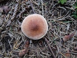 Tricholoma vaccinum image