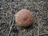 Tricholoma vaccinum image