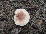 Tricholoma vaccinum image