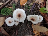 Lepiota cristata image