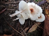 Lepiota cristata image