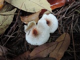 Lepiota cristata image