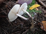 Lepiota cristata image