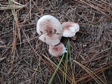 Lepiota subincarnata image