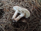 Lepiota subincarnata image