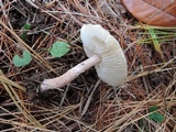 Lepiota subincarnata image