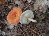 Cystodermella cinnabarina image