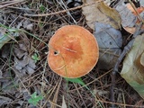 Cystodermella cinnabarina image