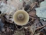Entoloma holoconiotum image