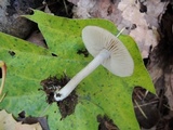 Entoloma holoconiotum image