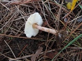 Lepiota spheniscispora image