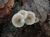 Clitocybe trulliformis image