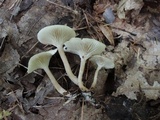 Clitocybe trulliformis image
