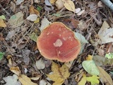 Boletus chippewaensis image