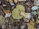 Boletus chippewaensis image