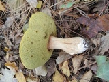 Boletus chippewaensis image