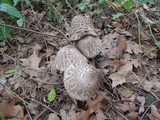 Chlorophyllum olivieri image