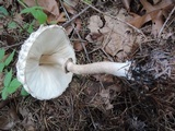 Chlorophyllum olivieri image