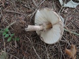 Chlorophyllum olivieri image