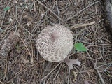 Chlorophyllum olivieri image