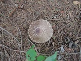 Chlorophyllum olivieri image