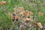 Abortiporus biennis image