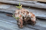 Abortiporus biennis image