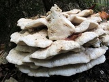 Climacodon septentrionalis image